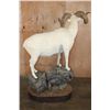 Image 8 : 182 3/8 B & C Scored Life-sized DALL SHEEP 4th Largest Grand Slam on a Rocky Base