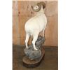 Image 9 : 182 3/8 B & C Scored Life-sized DALL SHEEP 4th Largest Grand Slam on a Rocky Base