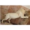 Image 10 : *TEXAS RESIDENTS ONLY* 2 Life-sized AFRICAN "Fighting" LIONS on a Natural Base