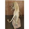 Image 12 : *TEXAS RESIDENTS ONLY* 2 Life-sized AFRICAN "Fighting" LIONS on a Natural Base