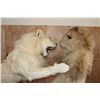 Image 13 : *TEXAS RESIDENTS ONLY* 2 Life-sized AFRICAN "Fighting" LIONS on a Natural Base