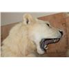 Image 14 : *TEXAS RESIDENTS ONLY* 2 Life-sized AFRICAN "Fighting" LIONS on a Natural Base