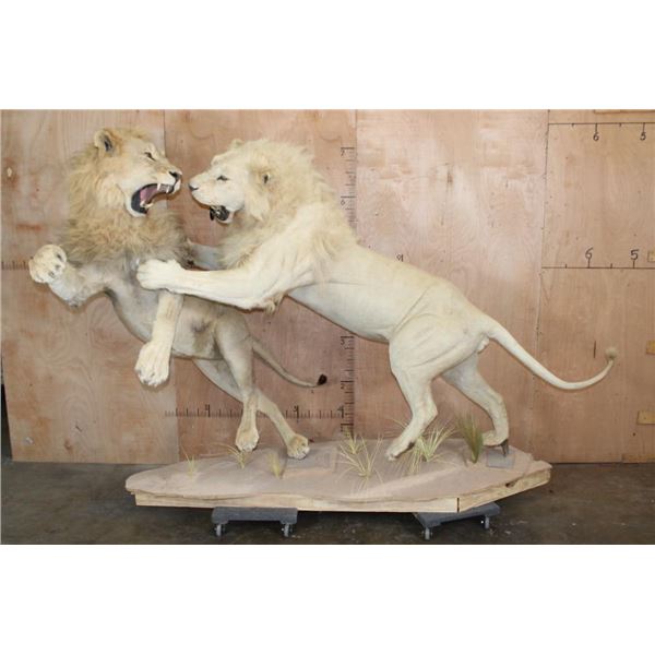 *TEXAS RESIDENTS ONLY* 2 Life-sized AFRICAN "Fighting" LIONS on a Natural Base
