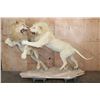 Image 1 : *TEXAS RESIDENTS ONLY* 2 Life-sized AFRICAN "Fighting" LIONS on a Natural Base