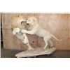 Image 2 : *TEXAS RESIDENTS ONLY* 2 Life-sized AFRICAN "Fighting" LIONS on a Natural Base