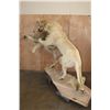Image 3 : *TEXAS RESIDENTS ONLY* 2 Life-sized AFRICAN "Fighting" LIONS on a Natural Base