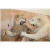 Image 4 : *TEXAS RESIDENTS ONLY* 2 Life-sized AFRICAN "Fighting" LIONS on a Natural Base