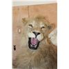 Image 5 : *TEXAS RESIDENTS ONLY* 2 Life-sized AFRICAN "Fighting" LIONS on a Natural Base