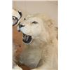 Image 6 : *TEXAS RESIDENTS ONLY* 2 Life-sized AFRICAN "Fighting" LIONS on a Natural Base