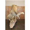 Image 7 : *TEXAS RESIDENTS ONLY* 2 Life-sized AFRICAN "Fighting" LIONS on a Natural Base