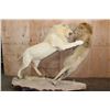Image 8 : *TEXAS RESIDENTS ONLY* 2 Life-sized AFRICAN "Fighting" LIONS on a Natural Base