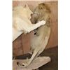 Image 9 : *TEXAS RESIDENTS ONLY* 2 Life-sized AFRICAN "Fighting" LIONS on a Natural Base