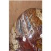Image 10 : Massive XXXL Polished PETRIFIED WOOD Egg with Druzy Inclusions