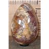 Image 8 : Massive XXXL Polished PETRIFIED WOOD Egg with Druzy Inclusions