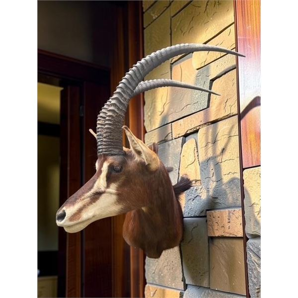 Huge Trophy Size SABLE Antelope Shoulder Mount