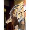 Image 1 : Huge Trophy Size SABLE Antelope Shoulder Mount