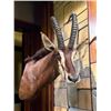 Image 2 : Huge Trophy Size SABLE Antelope Shoulder Mount
