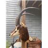 Image 3 : Huge Trophy Size SABLE Antelope Shoulder Mount