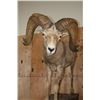 Image 10 : XXL Life-sized DESERT SHEEP on a Rocky Base with Wheels