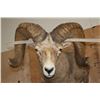 Image 11 : XXL Life-sized DESERT SHEEP on a Rocky Base with Wheels