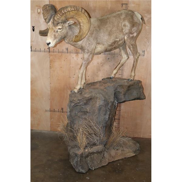XXL Life-sized DESERT SHEEP on a Rocky Base with Wheels