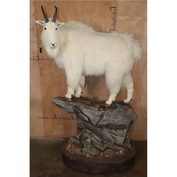 XL Life-sized MOUNTAIN GOAT on a Rocky Base with Wheels
