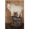 Image 1 : XL Life-sized MOUNTAIN GOAT on a Rocky Base with Wheels