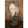 Image 2 : XL Life-sized MOUNTAIN GOAT on a Rocky Base with Wheels