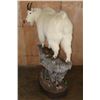 Image 3 : XL Life-sized MOUNTAIN GOAT on a Rocky Base with Wheels