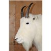 Image 4 : XL Life-sized MOUNTAIN GOAT on a Rocky Base with Wheels