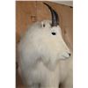 Image 6 : XL Life-sized MOUNTAIN GOAT on a Rocky Base with Wheels