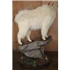 Image 8 : XL Life-sized MOUNTAIN GOAT on a Rocky Base with Wheels