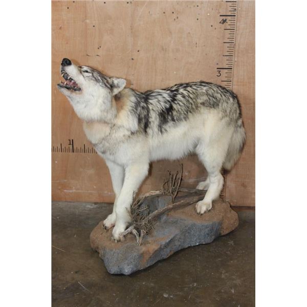 Life-sized "Howling" WOLF on a Stationary Base
