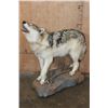 Image 1 : Life-sized "Howling" WOLF on a Stationary Base