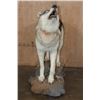 Image 3 : Life-sized "Howling" WOLF on a Stationary Base