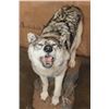 Image 4 : Life-sized "Howling" WOLF on a Stationary Base