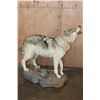Image 5 : Life-sized "Howling" WOLF on a Stationary Base