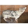 Image 6 : Life-sized "Howling" WOLF on a Stationary Base