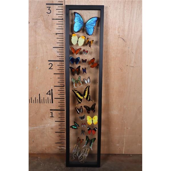 *Brand New* 24 BUTTERFLY Collection in a Glass Display