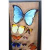 Image 4 : *Brand New* 24 BUTTERFLY Collection in a Glass Display