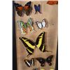 Image 5 : *Brand New* 24 BUTTERFLY Collection in a Glass Display