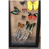 Image 6 : *Brand New* 24 BUTTERFLY Collection in a Glass Display
