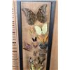 Image 8 : *Brand New* 24 BUTTERFLY Collection in a Glass Display