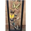 Image 9 : *Brand New* 24 BUTTERFLY Collection in a Glass Display