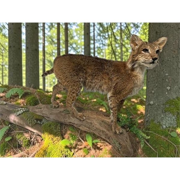 Life-sized BOBCAT Mounted on a Driftwood Base