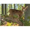 Image 1 : Life-sized BOBCAT Mounted on a Driftwood Base