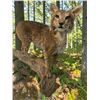 Image 2 : Life-sized BOBCAT Mounted on a Driftwood Base