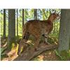 Image 3 : Life-sized BOBCAT Mounted on a Driftwood Base