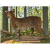 Image 4 : Life-sized BOBCAT Mounted on a Driftwood Base