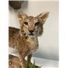 Image 5 : Life-sized BOBCAT Mounted on a Driftwood Base